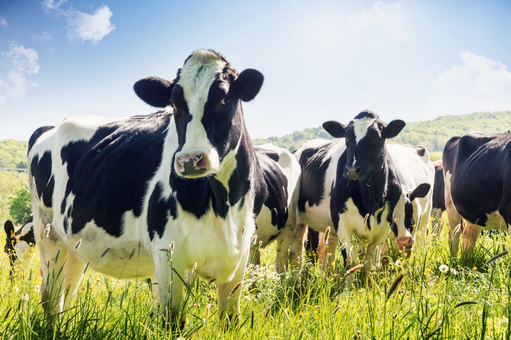 buying organic meat