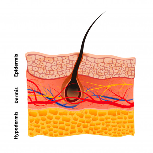 human skin structure