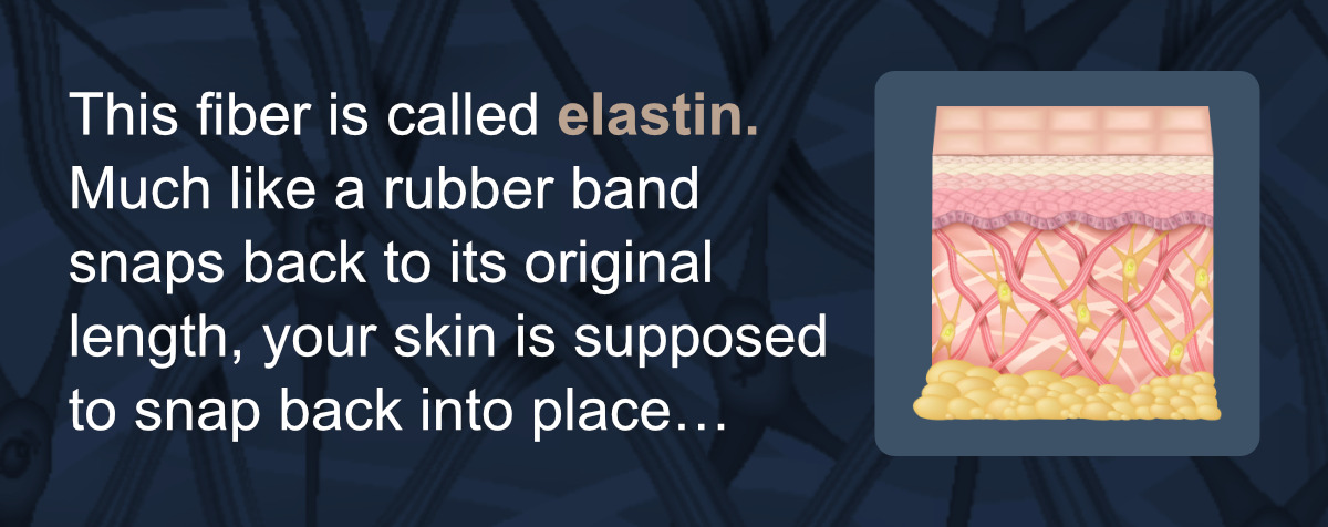 This fiber is called elastin. Much like a rubber band snaps back to its original length, your skin is supposed to snap back into place…